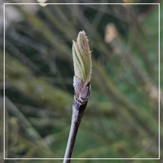 Wat voor bloesem komt er uit deze knop? 