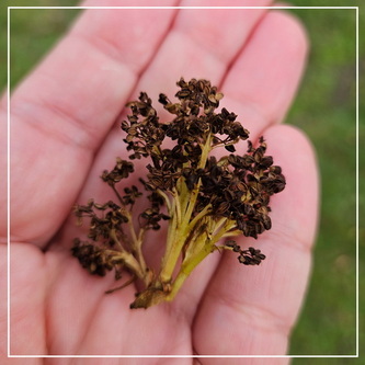 Uit welke knop komt deze broccoli?
