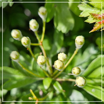 Welke bloesem komt er uit deze mooie nog groene en bijna witte knoppen? 