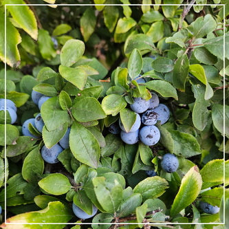 Bij welke boom horen deze blauwe bessen?