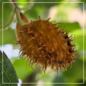 Bij welke boom hoort deze platte bitterbal?