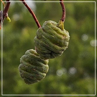 In welke boom hangen deze bijenkorfjes?
