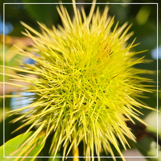 Deze 'notendop' wordt ook wel bolster genoemd. Aan welke boom vind je ze? 