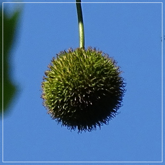 Bij welke boom hoort dit egelachtige vruchtbolletje?