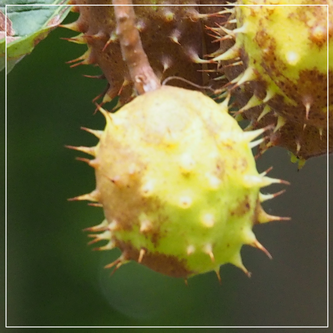 Deze ‘notendop’ wordt ook wel bolster genoemd. Aan welke boom vind je ze? 